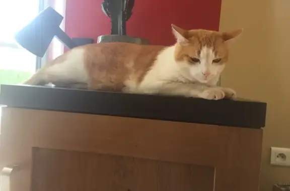 Chat perdu : Gus, 8 ans, rue de Bellevue - photo