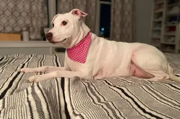 Lost White Pitbull: Pink Belly, Ear Cut