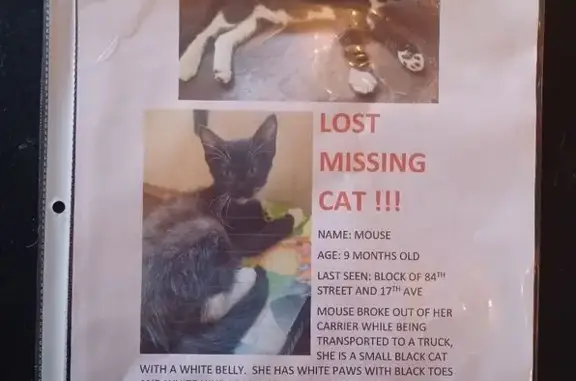 Lost Tuxedo Cat: Help Find Her - 11214