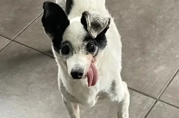 Chien trouvé à Tourcoing, aide demandée - photo