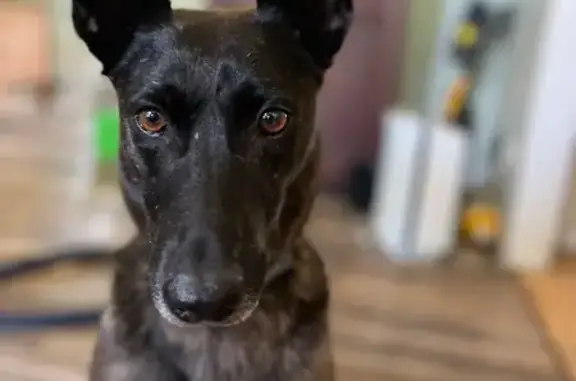 Lost Dutch Shepherd: Help Bring Her Home!