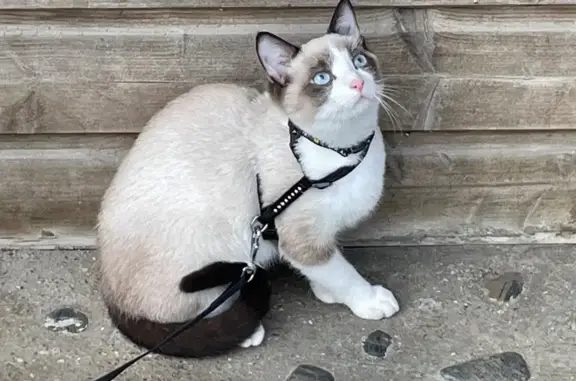 Chat perdu, Terville, photo: Chaton Ragdoll perdu à Terville