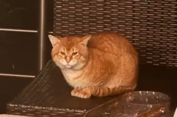 Chat roux trouvé, Aulnay-sous-Bois - photo