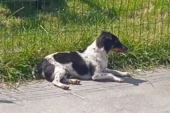 Chien perdu Bruay-la-Buissière, photo : Jack Russell perdu à Bruay-la-Buissière