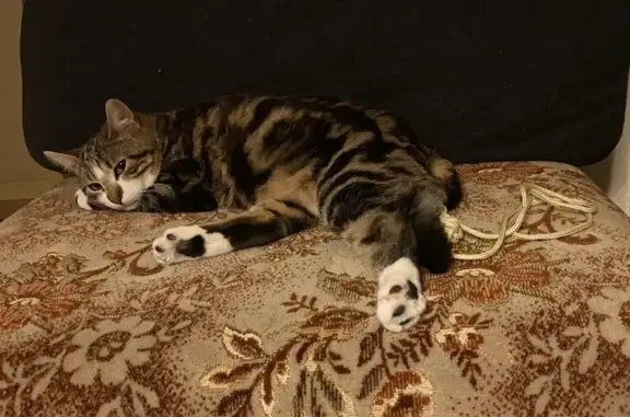 Chat mâle tigré perdu à Trélazé - photo
