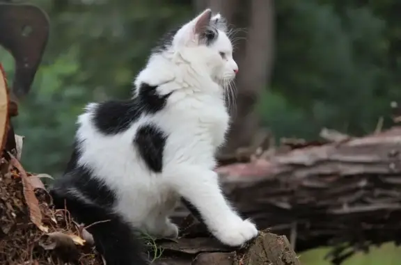 Animaux perdus Prunelli-di-Fiumorbo, photo: Chat noir et blanc accidenté, disparu