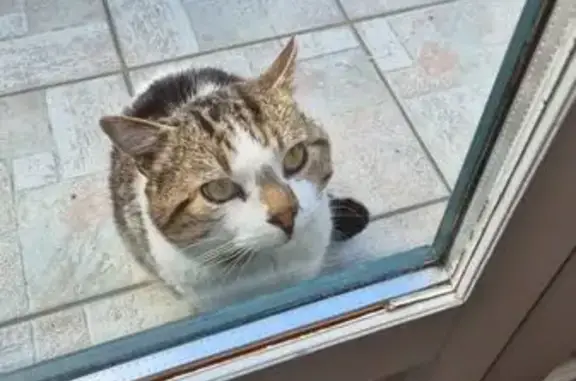 Chat trouvé , photo: Chat non castré trouvé à Montluçon