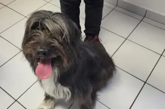 Animaux trouvés Varces-Allières-et-Risset, photo: Chien trouvé à Varces, en attente à Vif