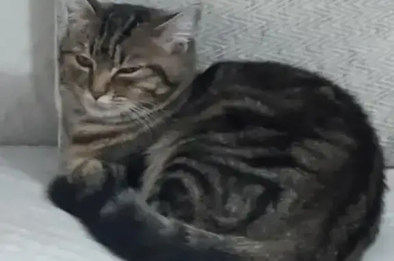 Chatte 7 mois perdue, Chartres, yeux jaunes - photo