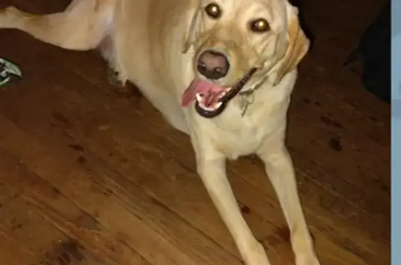 Lost 135lb Yellow Lab on Independence Ave