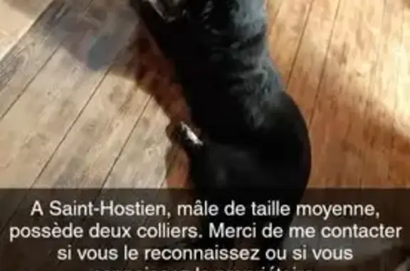 Animaux trouvés , photo: Chien noir trouvé RN 88 Saint-Hostien