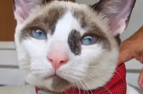 Gato Desaparecido na Rua Bela Floresta, RJ