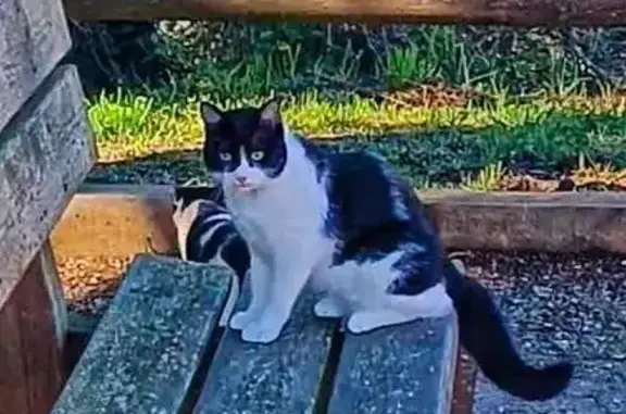 Gato perdido en Terrassa: blanco y negro