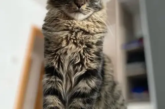 Chat tigré mâle perdu à Forbach - photo