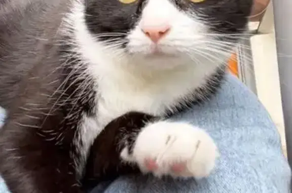 Chat perdu, Lorient, photo: Chatte noire et blanche perdue à Lorient