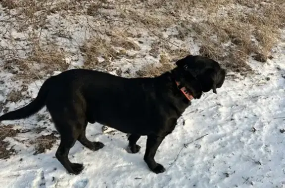 Lost Black Lab in South Valley Park