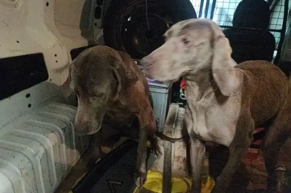 Chien trouvé , photo: Deux braques marron trouvés à Chambon