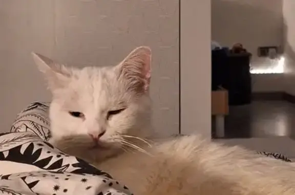 Chat blanc dodu perdu à Wadelincourt - photo