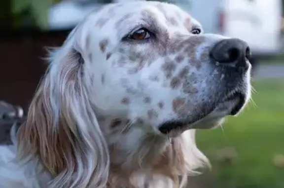 Chien perdu , photo : Setter lemon perdu à Saubusse