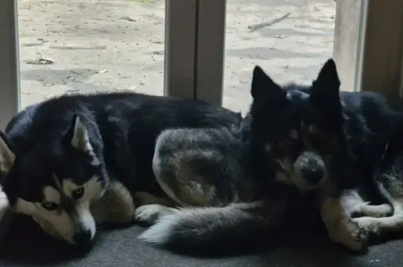 Chiens perdus à Nomexy : husky et noir - photo
