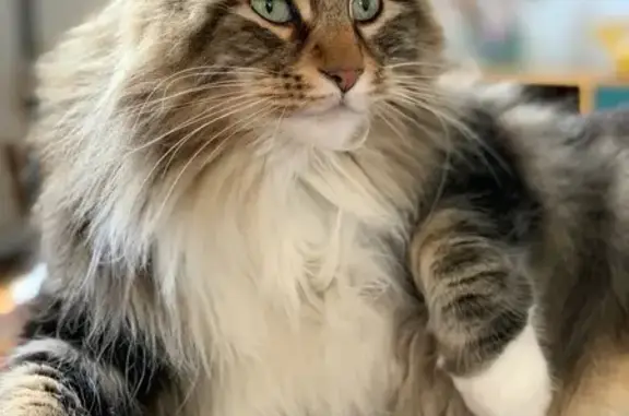 Chat Perdu à Roanne: Aidez à Retrouver Pooka - photo