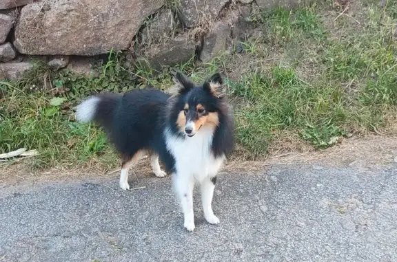 Perro perdido en Pontevedra: Shetland Sheepdog