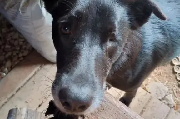 Animaux perdus , photo: Chienne noire borgne disparue à Chantemerle