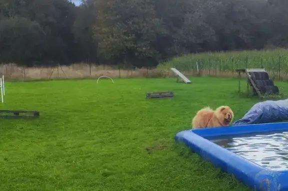 Chien perdu Melesse, photo : Chow chow crème mâle perdu à Melesse