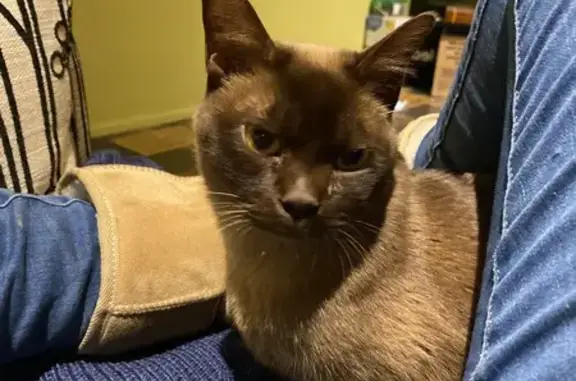 Missing: Male Burmese Cat, Donlea Way