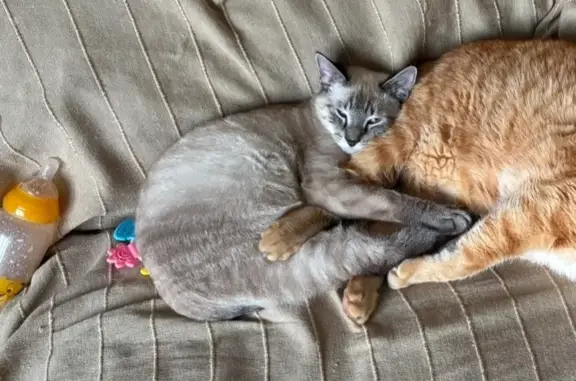 Animaux perdus Cissé, photo: Chat craintif perdu à Projeline, Cissé