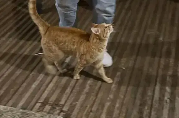 Chat trouvé Camaret-sur-Aigues, photo: Chat roux trouvé, sociable et non agressif