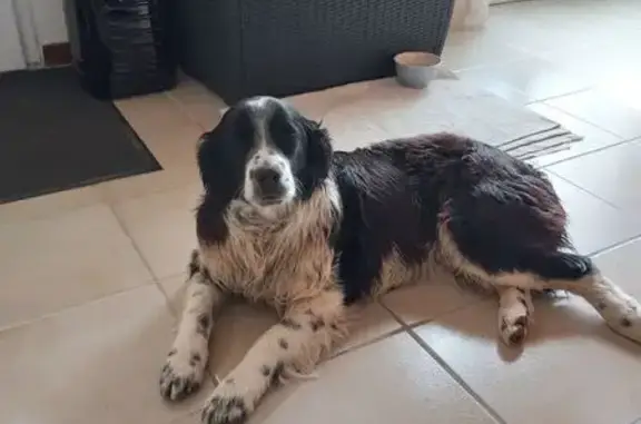 Chien trouvé , photo: Chien trouvé à Villiers-sur-Chizé