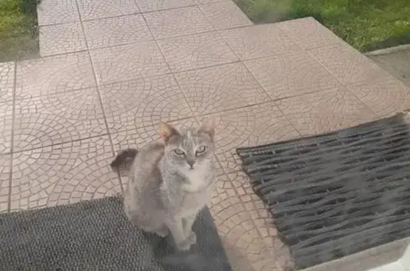 Chatte enceinte trouvée Rue du 14 Juillet - photo