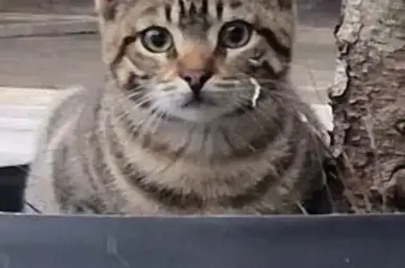 Chat perdu, Biarritz, photo: Cannelle, chaton tigré disparu à Biarritz