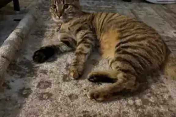 Missing Cat: Clutch in Grove City