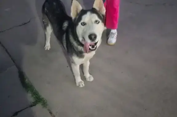 Sweet Husky Found on N 39th Av...