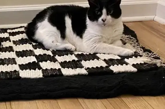 Lost Black & White Cat on East Woodland