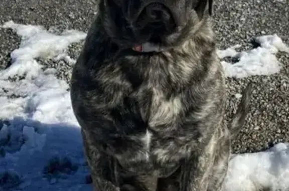 Lost English Mastiff in Pleasant Grove