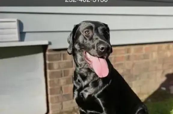 Lost Black Lab on Chesterfield Drive!