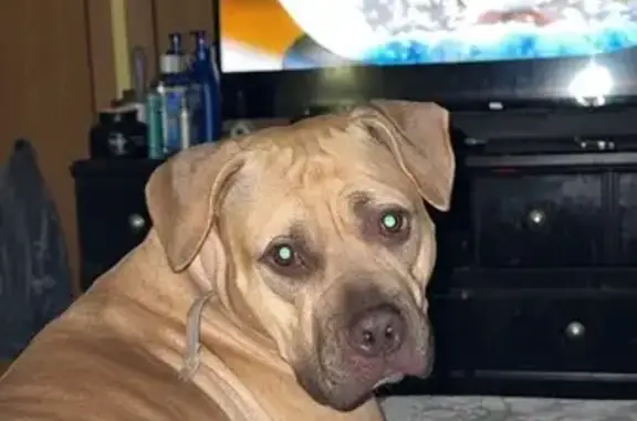 Missing: Fawn Pitbull, Columbia Area