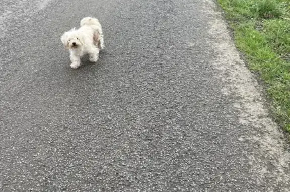 Chien trouvé Querrien, photo: Chien trouvé à Querrien (47)