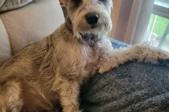 Lost Schnauzer: Emotional Support Dog