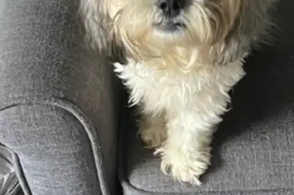 Missing Yorkie: Pepper from East Oak St