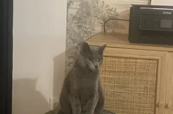 Chatte grise disparue à Nieulle-sur-Seudre - photo