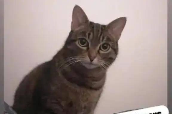 Animaux perdus Brest, photo: Chatte tigrée craintive perdue à Brest