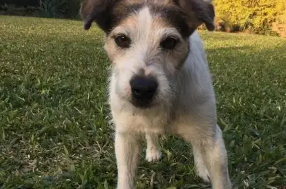 Perro Perdido en El Manantial: Jack Russell