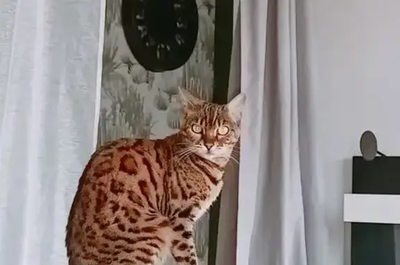 Chat perdu, Brest, photo: Chatte Bengal disparue à Brest