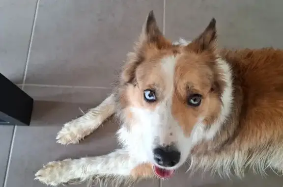 Chien trouvé , photo: Berger australien trouvé à Briconville