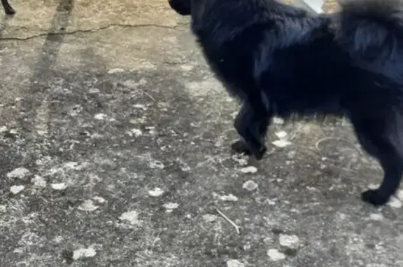 Jeune chien noir trouvé à Salaise-sur-Sanne - photo