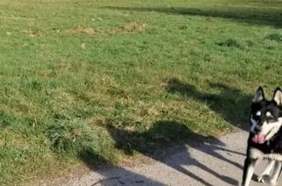 Animaux trouvés Jarrie, photo: Husky noir et blanc errant à Jarrie